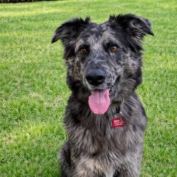 Flat Coated Retriever and Australian Shepherd Dogs Available for Adoption - Amelia - Beautiful, Great Manners, Smart And Loves Adventures! | PetCurious
