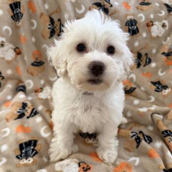 Marshmellow -  Poodle and Coton De Tulear Dog for Adoption in Las Vegas, Nevada - Marshmellow | PetCurious