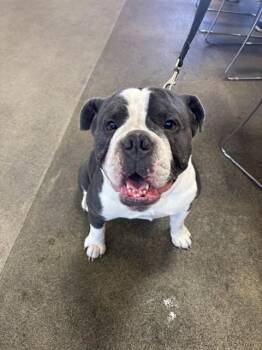 Mixed Breed Dogs Available for Adoption - ROMEO | PetCurious