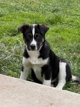 Mixed Breed Dogs Available for Adoption in Missoula, Montana - Gertrude | PetCurious