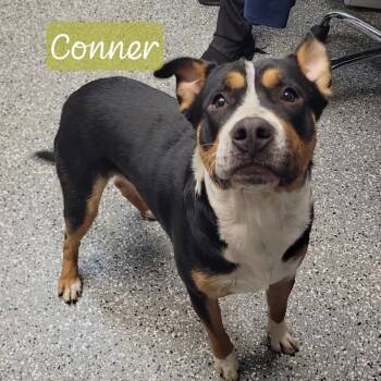 Pit Bull Terrier and Australian Shepherd Dogs Available for Adoption in Parkersburg, West Virginia - Conner | PetCurious