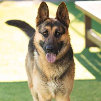 KENNEDY -  German Shepherd Dog Dog for Adoption in Camarillo, California - KENNEDY | PetCurious