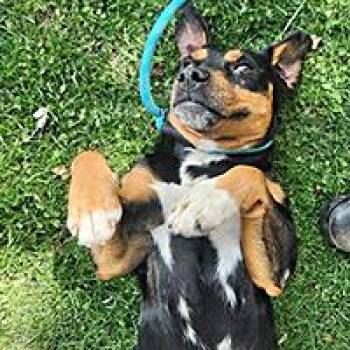 Holden - URGENT -  Australian Kelpie Dog for Adoption in Thousand Oaks, California - Holden - URGENT | PetCurious
