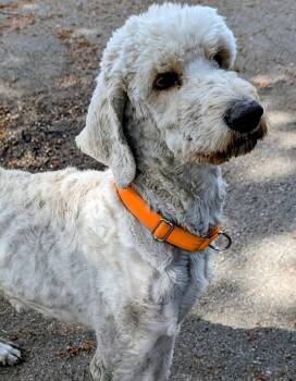 Goldendoodle Dogs Available for Adoption in Coeur D