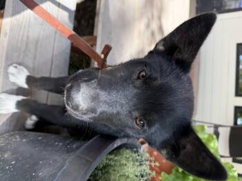Imogene -  Husky and Border Collie Dog for Adoption in Twin Falls, Idaho - Imogene | PetCurious