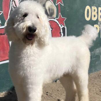Moose -  Labradoodle Dog for Adoption in Piedmont, California - Moose | PetCurious