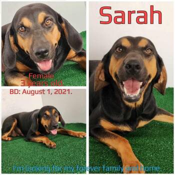 Rescue Coonhound and Mixed Breed Dogs for Adoption in Boaz, Alabama - Sarah | PetCurious