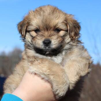 Rescue Terrier Dogs for Adoption in Eastford, Connecticut - CT Chain Avail Nov 29 | PetCurious