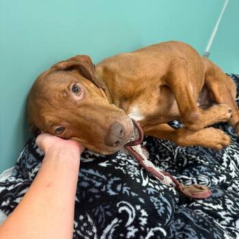 Lenora -  Mixed Breed Dog for Adoption in Titusville, Florida - Lenora | PetCurious
