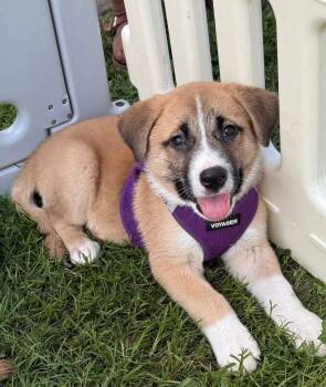 Rescue Anatolian Shepherd and Boxer Dogs for Adoption in Shawnee, Oklahoma - Maximus | PetCurious