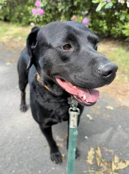 Black Labrador Retriever Dogs Available for Adoption in Killingworth, Connecticut - Sully 12 | PetCurious