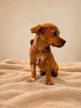 Michael Jackson (M) -  Chihuahua Dog for Adoption in Nashville, Tennessee - Michael Jackson (M) | PetCurious