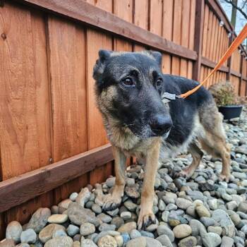 Juniper -  German Shepherd Dog Dog for Adoption in Oakville, Washington - Juniper | PetCurious