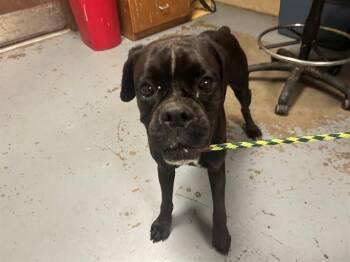 Boxer Dogs Available for Adoption in Ocala, Florida - ROXY | PetCurious