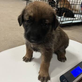 U3 -  Shepherd and Husky Dog for Adoption in Edinburg, Texas - U3 | PetCurious