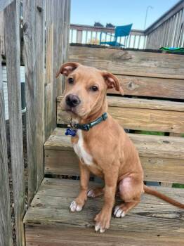 Bear -  Labrador Retriever and Mixed Breed Dog for Adoption in Cedar Rapids, Iowa - Bear | PetCurious