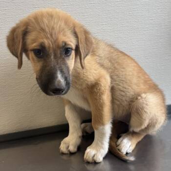 Ruby -  Mixed Breed Dog for Adoption in Las Cruces, New Mexico - Ruby | PetCurious