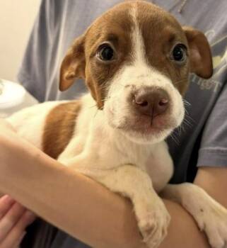 Alex -  Pointer Dog for Adoption in Copiague, New York - Alex | PetCurious