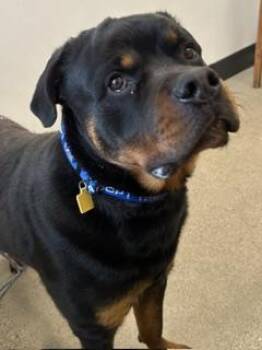 Rottweiler Dogs Available for Adoption in Cleveland, Ohio - Kane | PetCurious