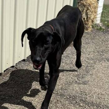 Lady Bird -  Great Dane and Mixed Breed Dog for Adoption in Riverwoods, Illinois - Lady Bird | PetCurious