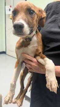 DJ -  Mixed Breed Dog for Adoption in Savannah, Georgia - DJ | PetCurious