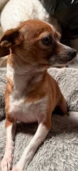 Chihuahua Dogs Available for Adoption - Mia | PetCurious