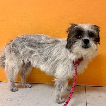 Shih Tzu Dogs Available for Adoption in Joshua Tree, California - GOLDIE | PetCurious