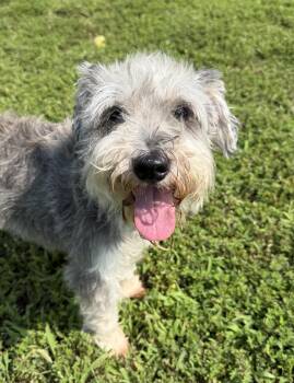 Brynner (ID 52718) -  Miniature Schnauzer Dog for Adoption in Manassas, Virginia - Brynner (ID 52718) | PetCurious