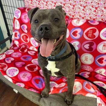 Terrier Dogs Available for Adoption - Clark | PetCurious