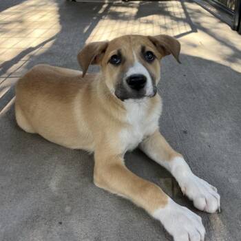 Hyatt -  Mixed Breed Dog for Adoption in Moab, Utah - Hyatt | PetCurious