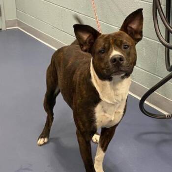 Pit Bull Terrier Dogs Available for Adoption in Greensboro, North Carolina - Bando | PetCurious