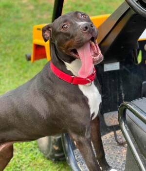 Daisy -  Black Labrador Retriever and American Staffordshire Terrier Dog for Adoption in Salem, New Hampshire - Daisy | PetCurious