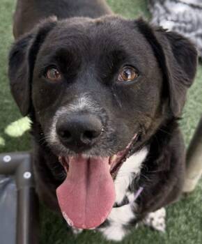 Rescue Hound Dogs for Adoption in Encinitas, California - Cudi | PetCurious