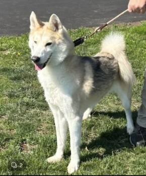 Sherlock -  Siberian Husky and Mixed Breed Dog for Adoption in Bridgewater, New Jersey - Sherlock | PetCurious