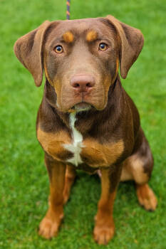 Rescue Mixed Breed Dogs for Adoption in Dickson, Tennessee - Jolie | PetCurious