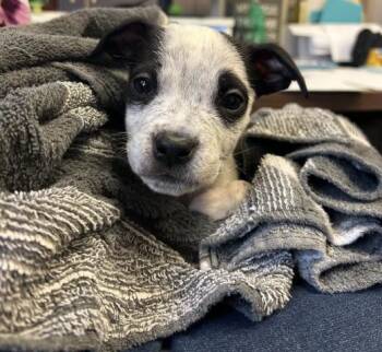 Pit Bull Terrier Dogs Available for Adoption - BILLY THE KID | PetCurious