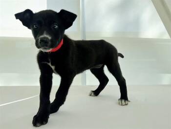 Terrier Dogs Available for Adoption in Brentwood, Missouri - TARA | PetCurious