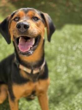 Challenger -  Mixed Breed Dog for Adoption in Savannah, Georgia - Challenger | PetCurious