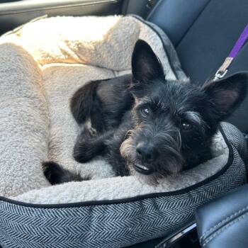 Scottie -  Terrier Dog for Adoption in Los Angeles, California - Scottie | PetCurious