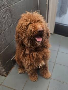 Afrowoman -  Mixed Breed Dog for Adoption in Nashville, Tennessee - Afrowoman | PetCurious