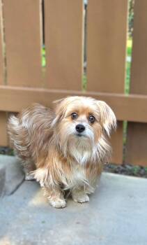 Yorkshire Terrier and Shih Tzu Dogs Available for Adoption in Hazelwood, Missouri - Sophie | PetCurious