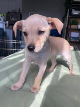 Terrier Dogs Available for Adoption - Jam - Sunshine Pup | PetCurious