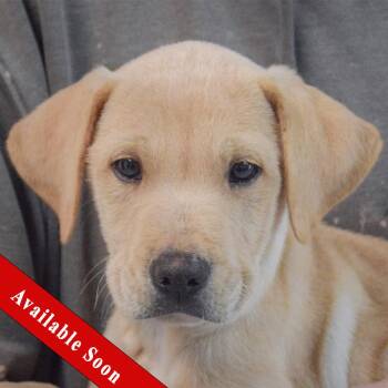 Grommette -  Yellow Labrador Retriever and Boxer Dog for Adoption in Huntley, Illinois - Grommette | PetCurious