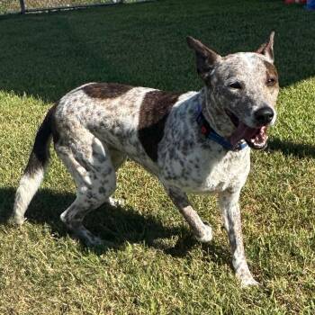 Rex -  Cattle Dog and Mixed Breed Dog for Adoption in Dickinson, Texas - Rex | PetCurious
