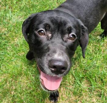 Vanessa (AO36815) -  Labrador Retriever Dog for Adoption in Kansas City, Kansas - Vanessa (AO36815) | PetCurious