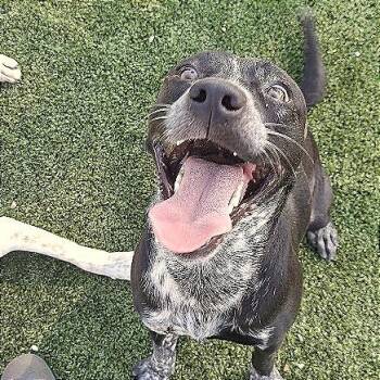 Pepper -  Shepherd Dog for Adoption in Hannibal, Missouri - Pepper | PetCurious