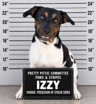 Izzy -  Jack Russell Terrier and Mixed Breed Dog for Adoption in Semmes, Alabama - Izzy | PetCurious