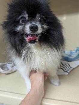 Pomeranian Dogs Available for Adoption - Tyme | PetCurious