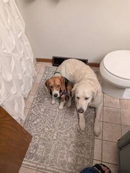 Dottie Freegle -  Beagle Dog for Adoption in Waunakee, Wisconsin - Dottie Freegle | PetCurious