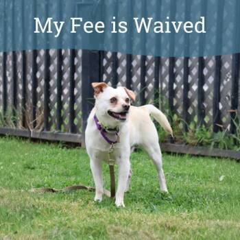 Terrier and Chihuahua Dogs Available for Adoption in Oakland, California - Scooby | PetCurious